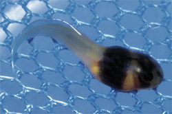 clown treefrog tadpole