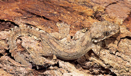 Common flying gecko