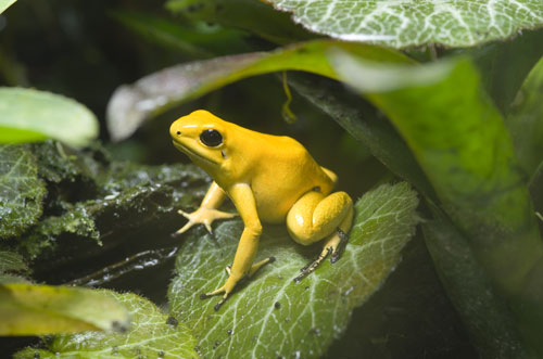 Dart frog