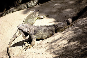 green iguana