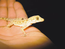 Middle East Gecko