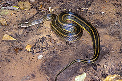 rainbow water snake