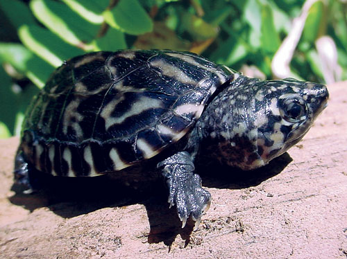 Mexican giant musk turtles