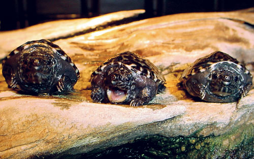 mexican giant musk turtles