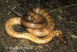 New Guinea small eyed snake
