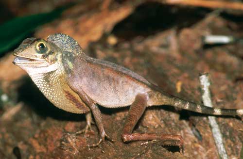 Otocryptis wiegmanni is easy to find at the Sinharaja Heritage Site. You can often see them close to the footpath