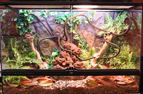 live plants in bearded dragon tank