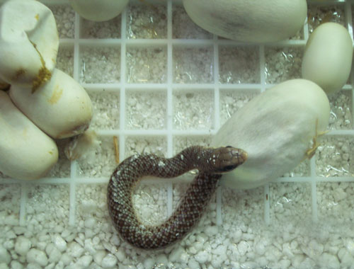 The eggs of a Rufous-Beaked snake need the correct incubation environment and careful watch to ensure proper hatching