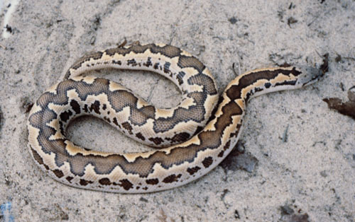sand boa