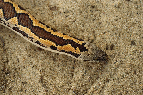 sand boa