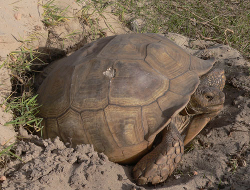 Sulcata Tortoise Health Problems Reptiles - What Is Good Bedding For Sulcata Tortoise Sulcata Tortoise Health Problems Reptiles - What Is Good Bedding For Sulcata Tortoise