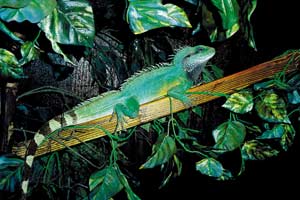 Keeping And Breeding Asian Water Dragons