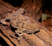 White Spotted gecko