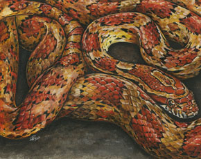 corn snake