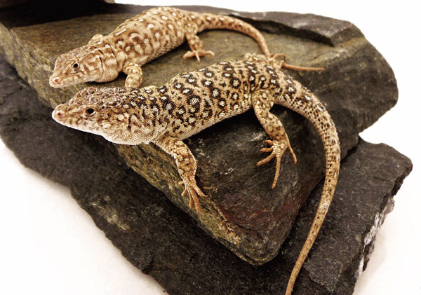 steppe runner lizard