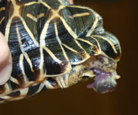 star tortoise with Phallus prolapse