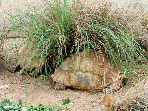 Leopard tortoise