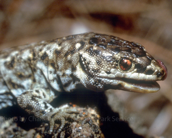 Island Night Lizard