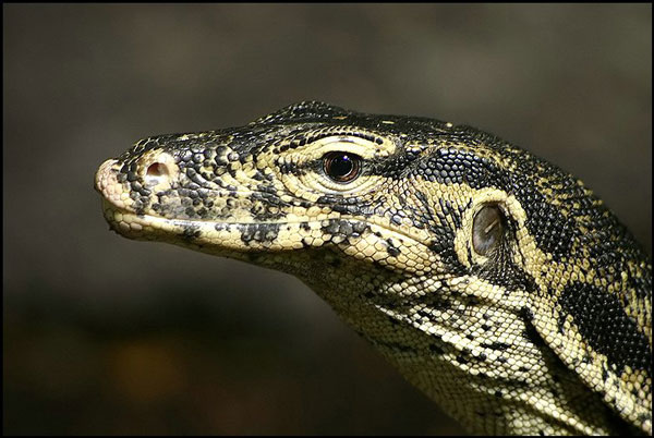 Asian water monitor