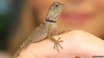 Bell's anglehead lizard