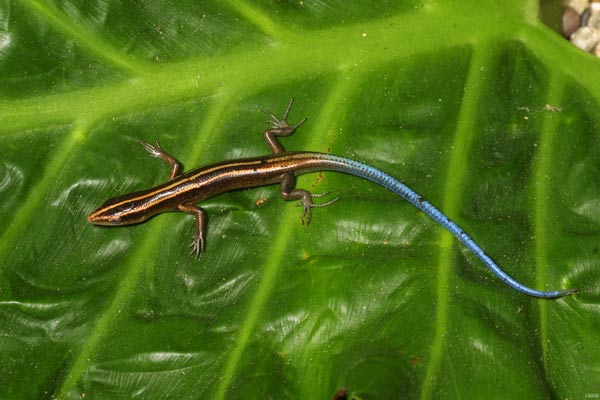 blue tailed skink