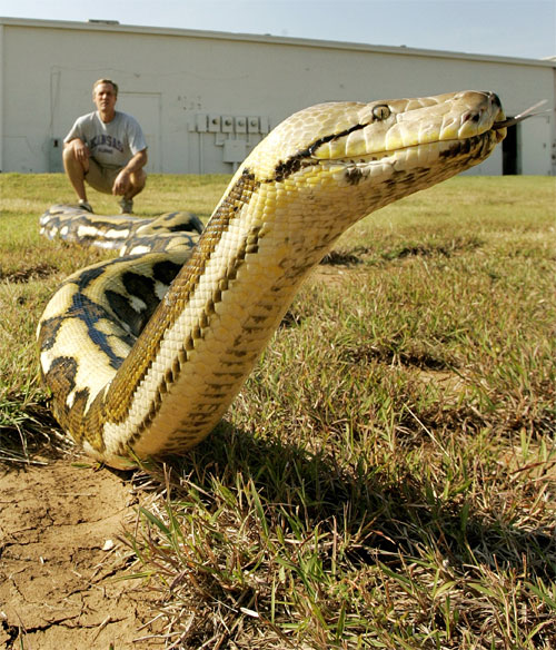 Though giant, Fluffy was known for her sweet personality. Photo courtesy Bob Clark