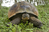 galapaogos tortoise