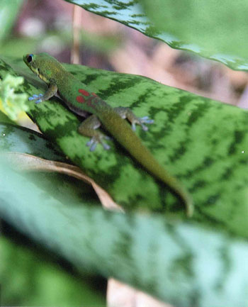 gold dust day gecko