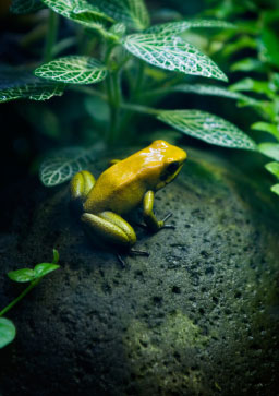 Golden poison frog