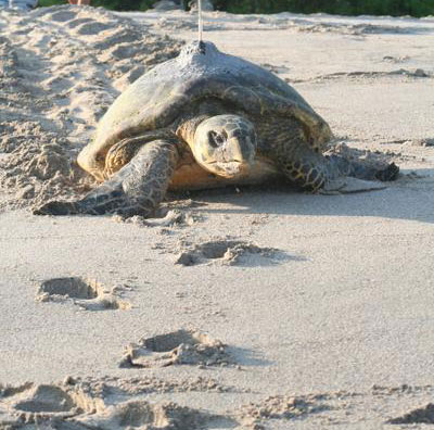hawksbill sea turtle
