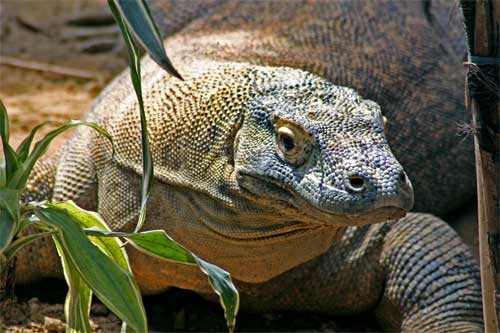 Virginia Aquarium Acquires Female Komodo Dragon From San Antonio Zoo