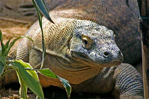 Komodo Dragon