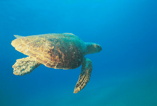India Coast Most Dangerous For Sea Turtles