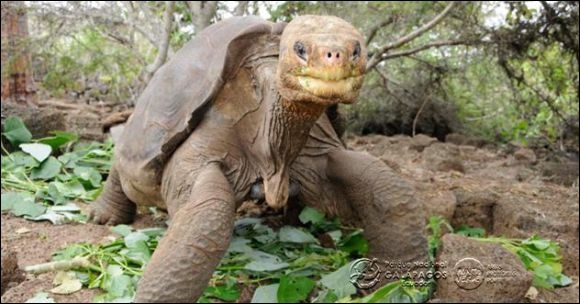 Lonesome George