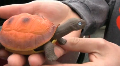 rubber turtle