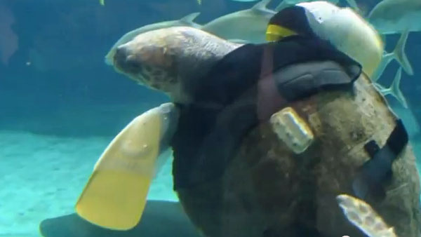 Loggerhead Sea Turtle In Japan Fitted With Artificial Limbs