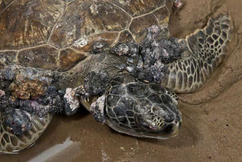 Sea turtle with fibro papilloma