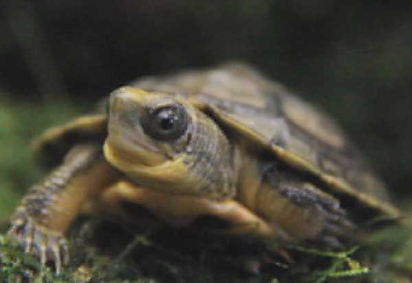 Yellow-headed box turtle