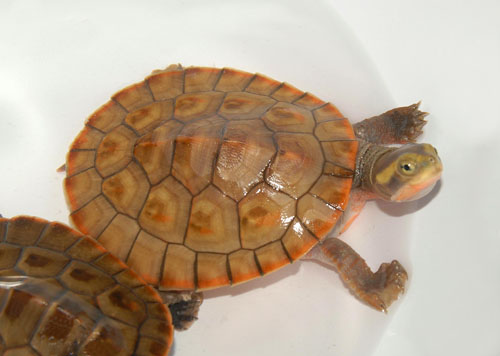 żółw z boczną szyją o różowym brzuchu
