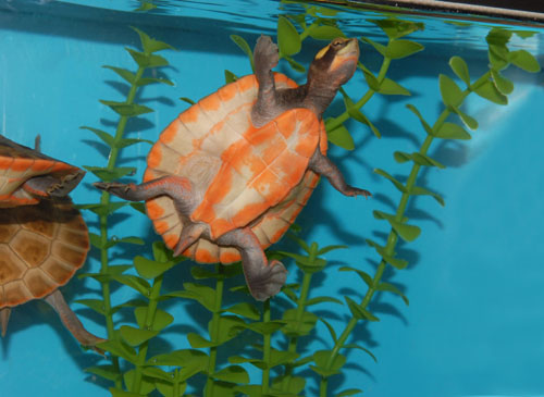 żółw różowo brzuszny
