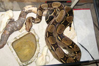 Damian the red-tailed boa constrictor