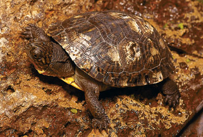 turtle, herp vivarium set up