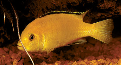 Lake malawi cichlids