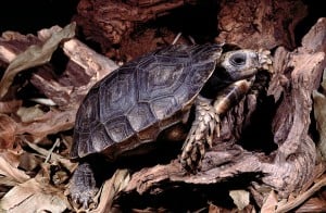 Burmese Mountain Tortoises