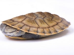 Geoffroys Side-Necked Turtle