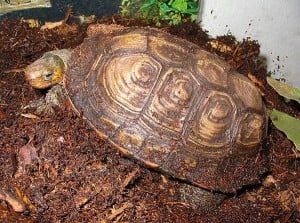 Central American Wood Turtle