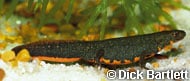 Chinese Fire-bellied Newt