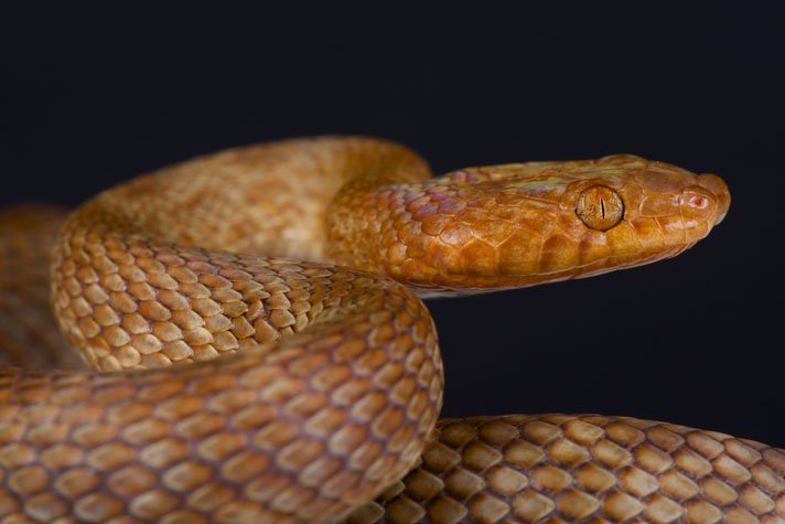 Venomous Cat Snake Spotted In UAE For First Time In Nearly 10 Years
