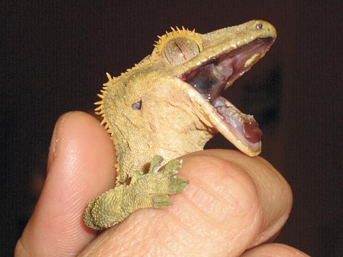 crested gecko uvb light